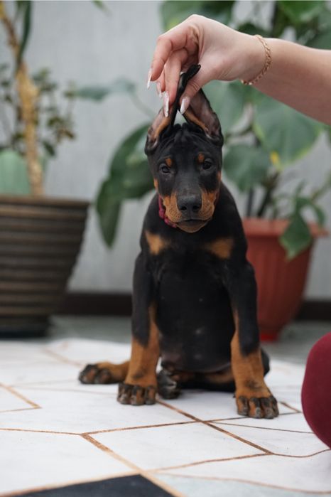 Продается щенок добермана