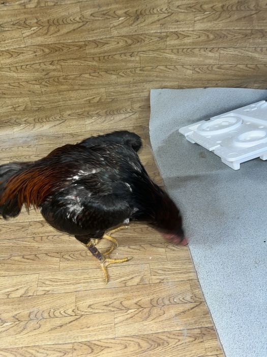 Дакан хам годовалый