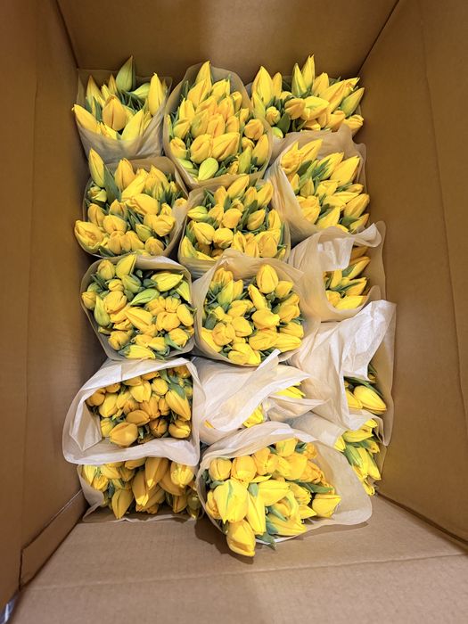 Тюльпаны оптом и розницу