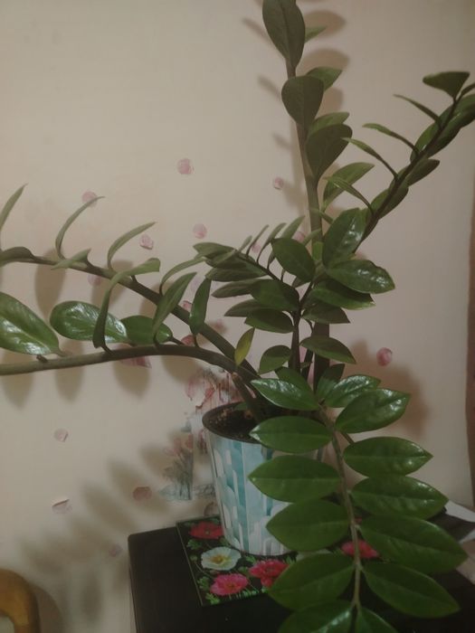 Продам два цветка замиокулькаса