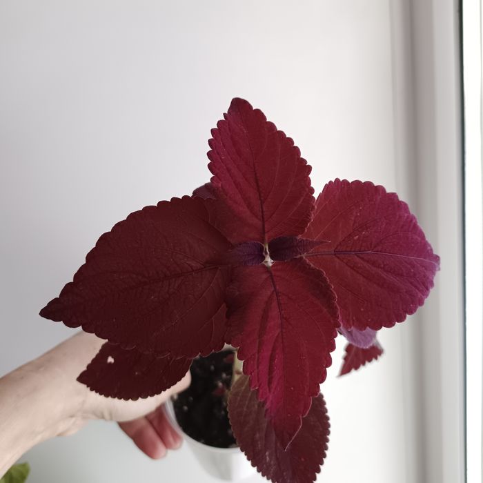 Комнатные растения