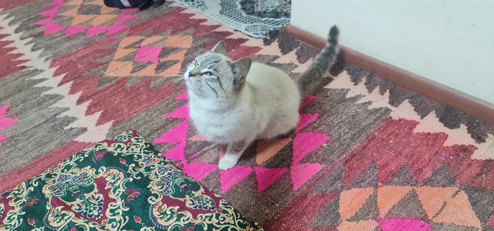 Скоттиш страйт колор пойнт