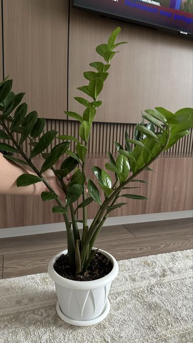 Доллор цветы продам срочно