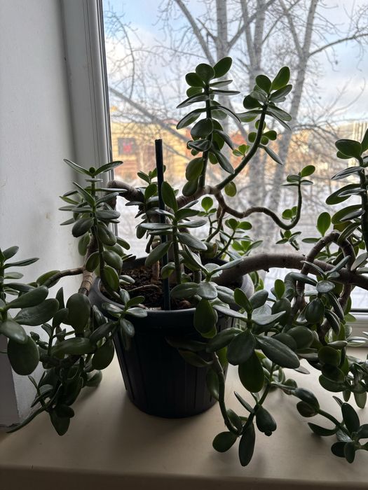 Комнатный цветок денежный