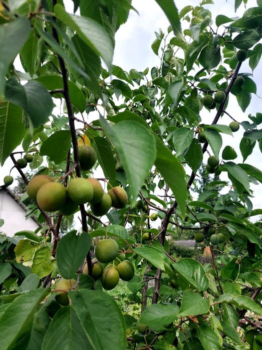 Дачный участок 5 сот, СО Ромашка