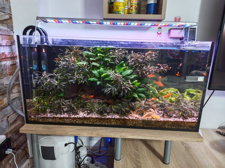 Acvariu complet 110L – matur 2 ani – Xipho & Ancistrus albino – Bucure