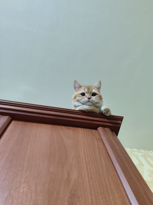 Продаться котята порода