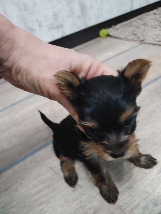 Мини йоркита 2 бр.