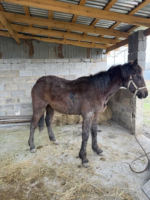 Продаеться лошадь