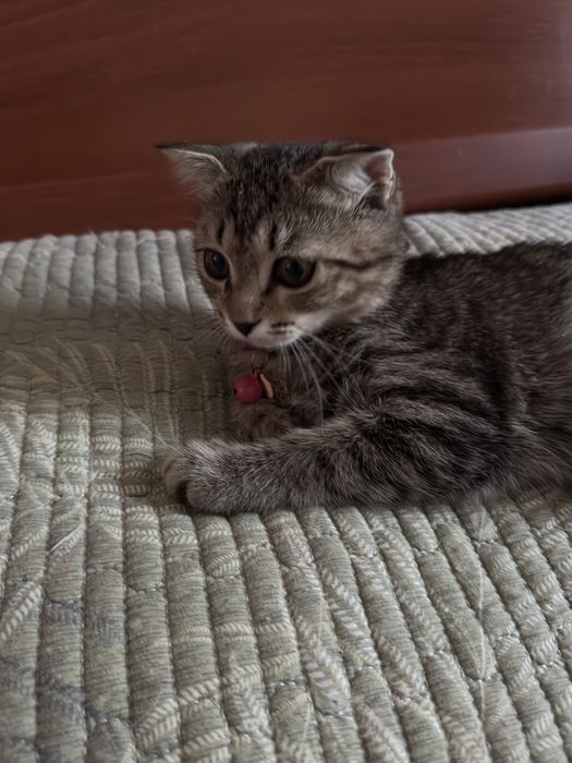 Нежная девочка скотишфолд в добрые руки. 3 мес. Привита. Есть паспорт