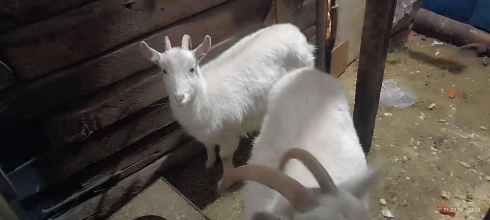 Продам коз  и козлят.