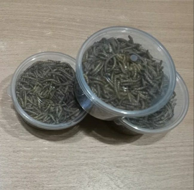 Сушеный мучной червь, креветки