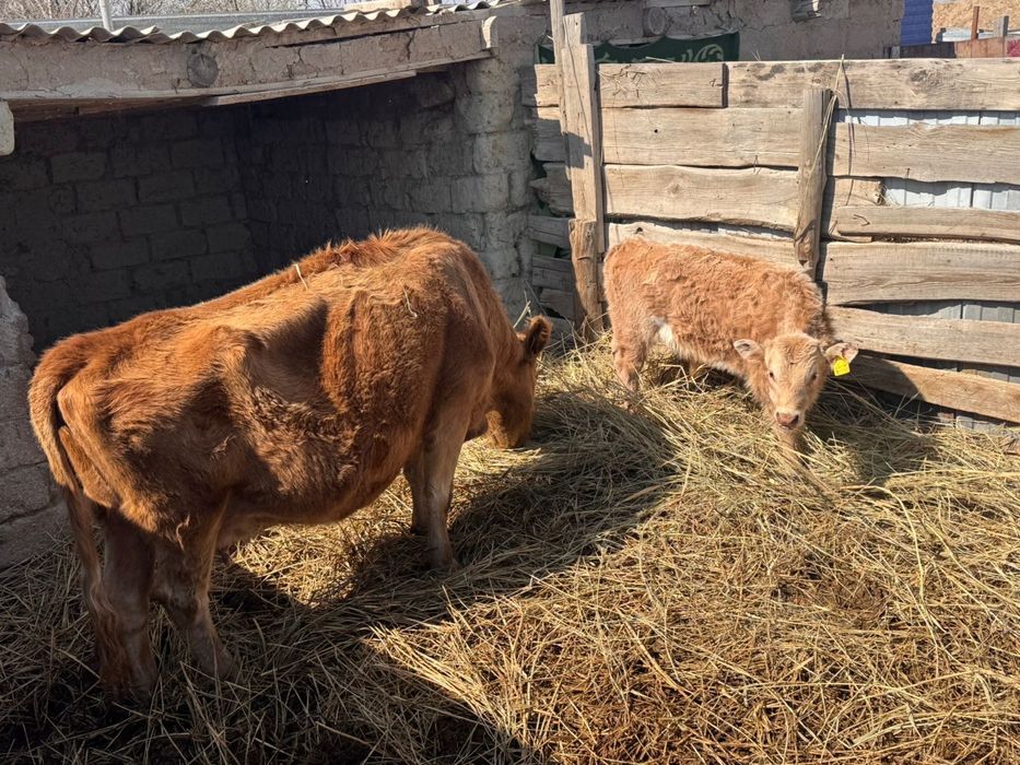 Сиыр сатылады бузауымен