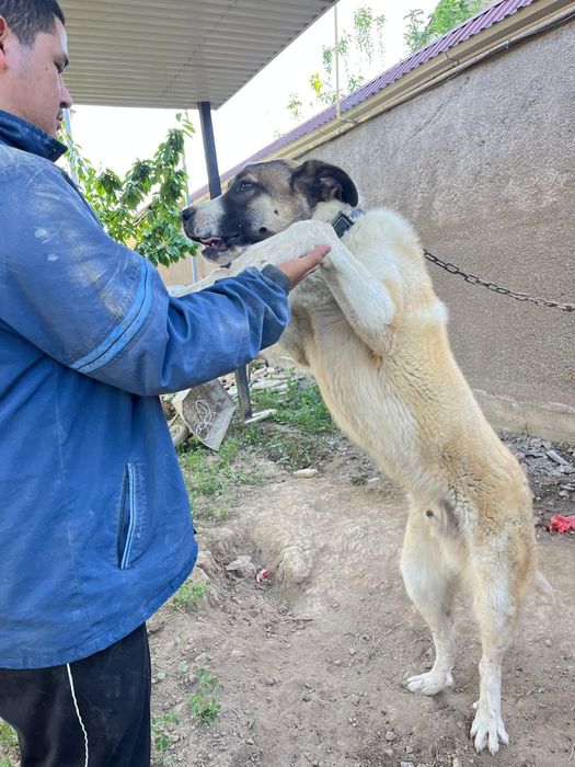 Күшік сатылады 6 айлық. Ит