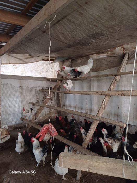 Тауық жумыртка инкубатыр