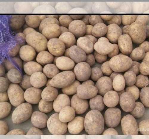 Продам картофель семеной