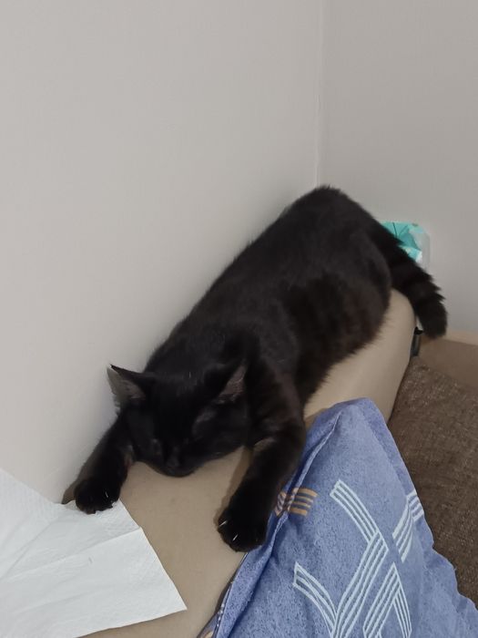 Отдам кошек в хорошие руки