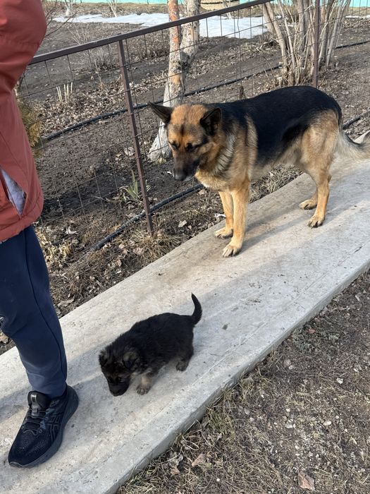 Продам щенка немецкой овчарки кобель