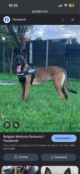 Ciobanesc belgian malinois cu pedigree