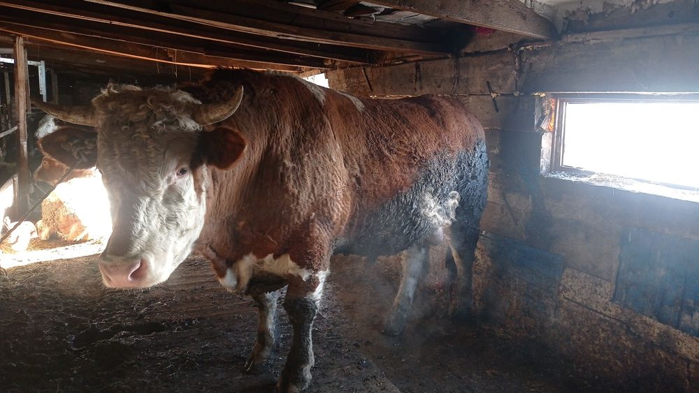 Продам быка пароды Семинтал