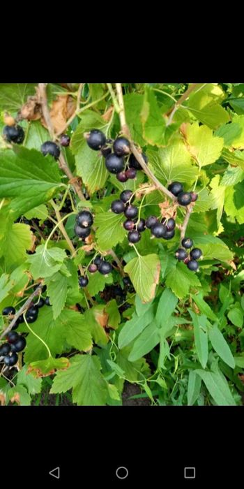 продам дачу. СО Мичуринец