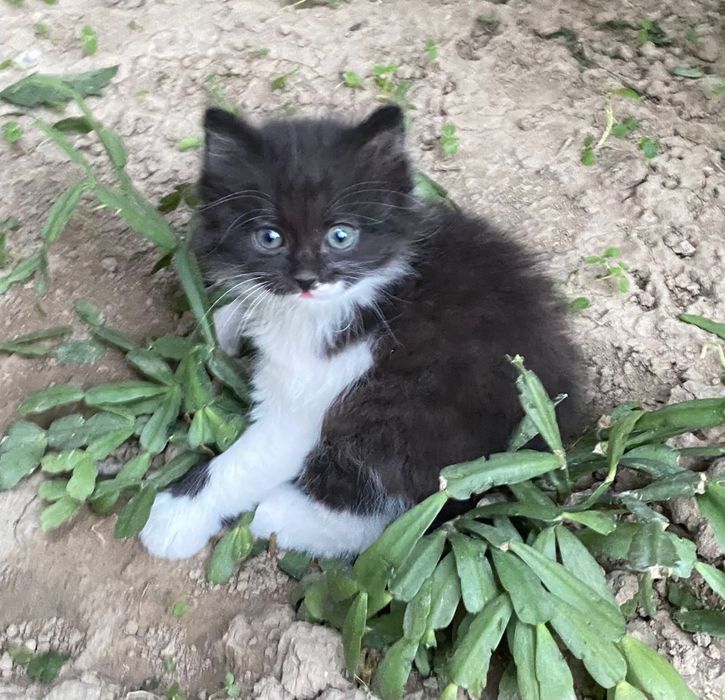 Отдам даром кошек