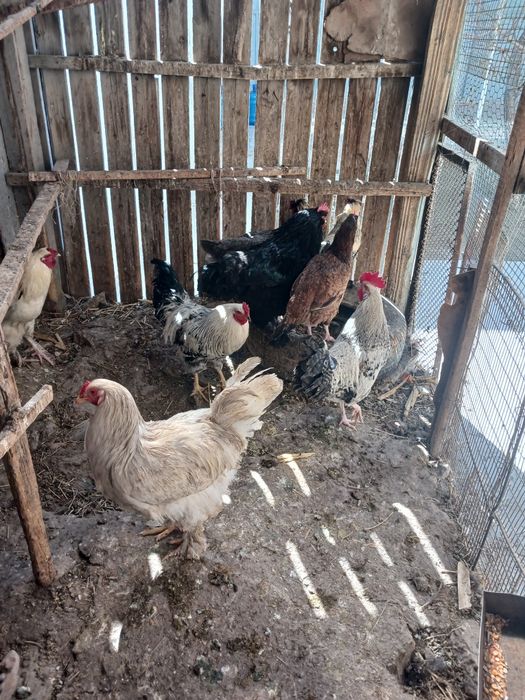 Хo'rozlar va tovuqlar sotiladi xammasi sog'lom