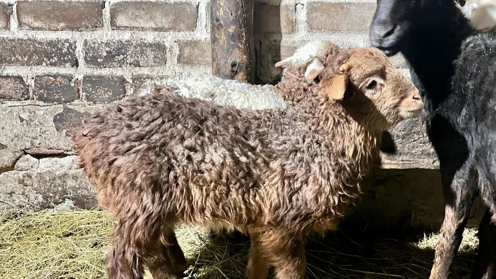 Продам овец с ягнятами