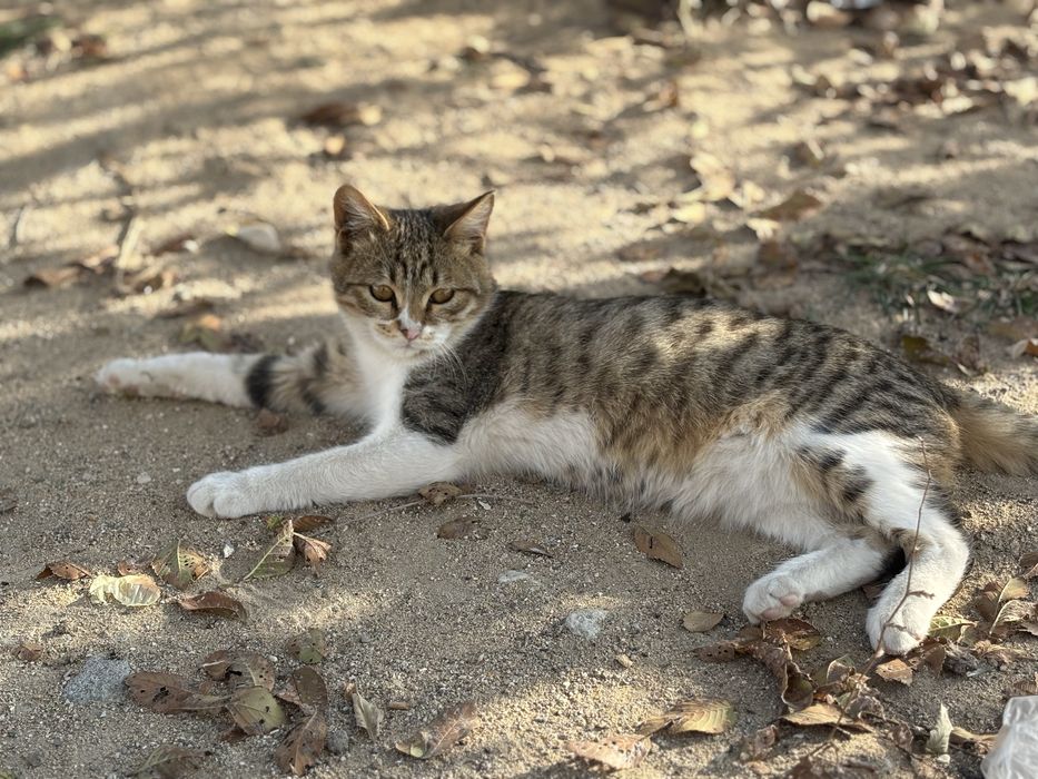 Котенок в добрые руки