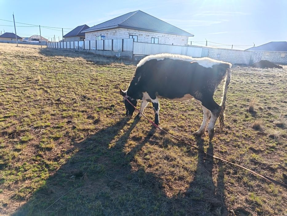 Продам корову 450000