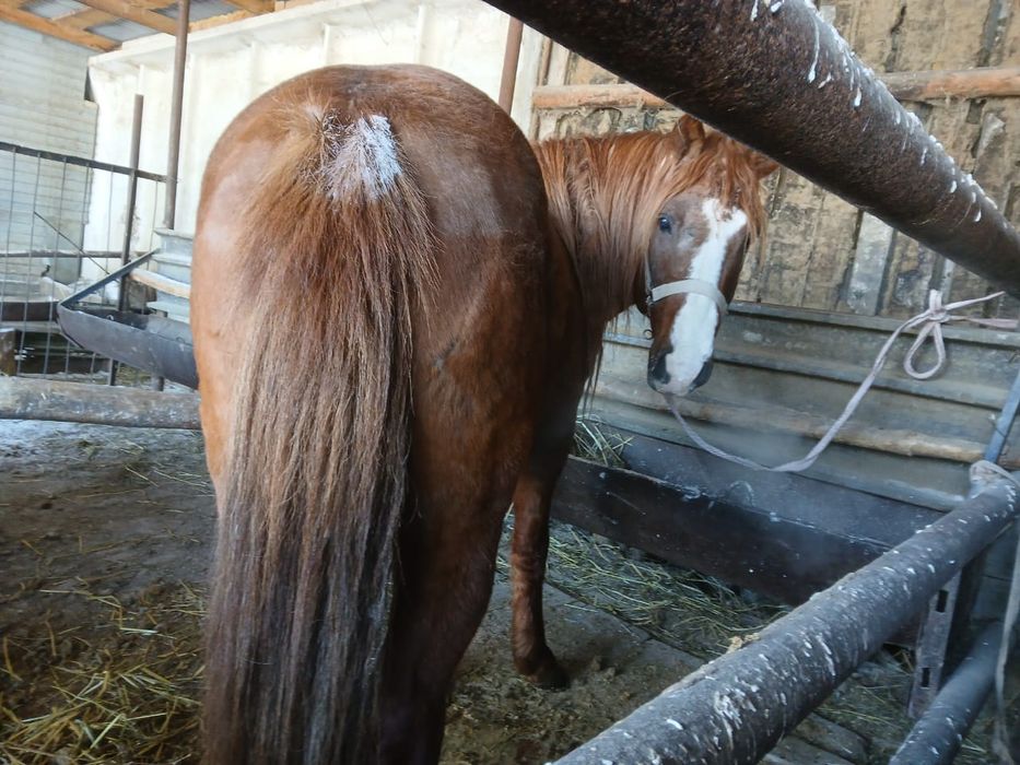 Продам лошадь (Айғыр)