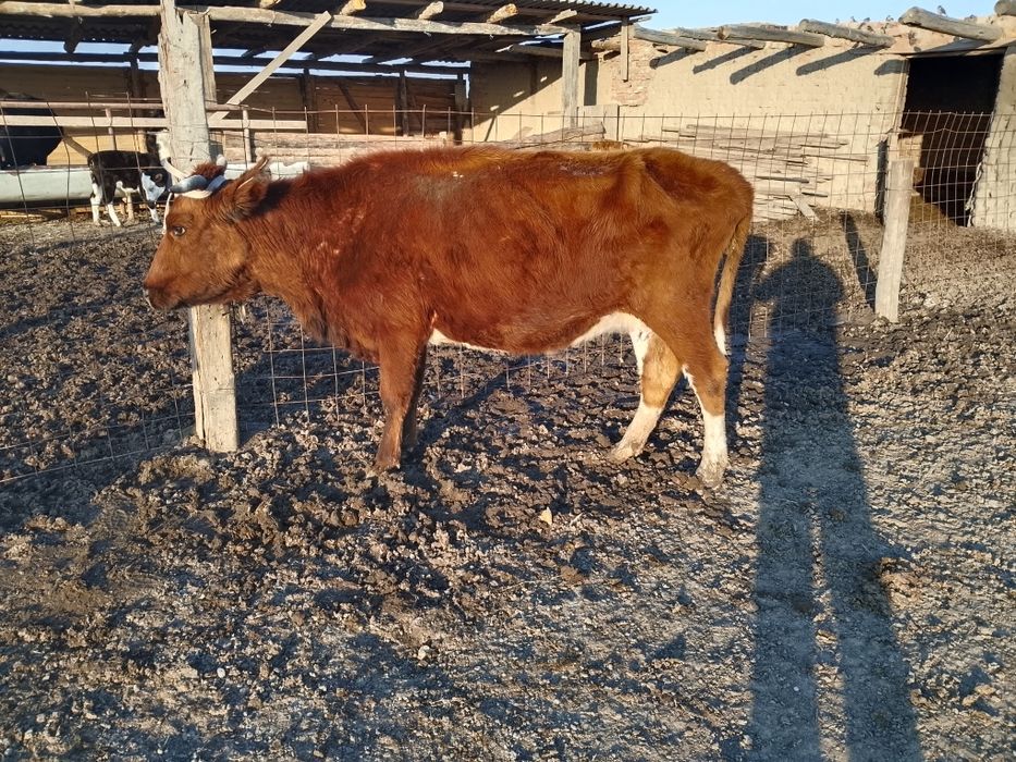 Бузаулы сиырлар сатылады