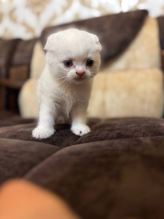 Кошка  скоттиш страйт