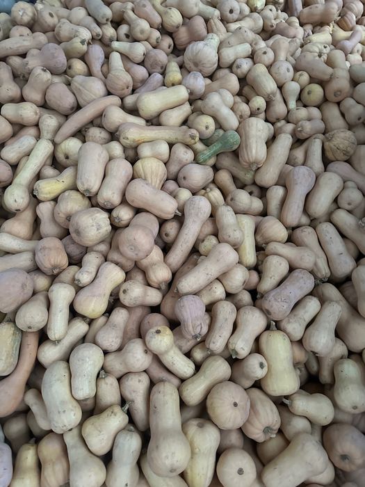 Dovleci placintari soiul butternut si dovleci de copt soiul Tudor