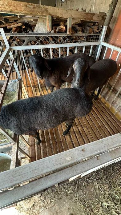 Бараны продам қошқар