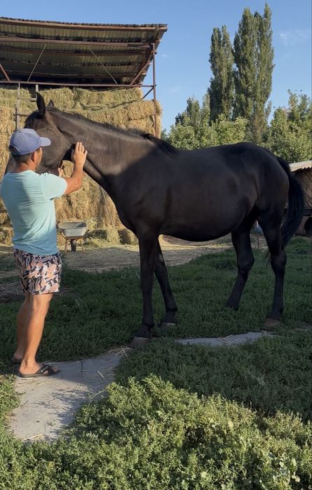 Продам кабылу иноходку