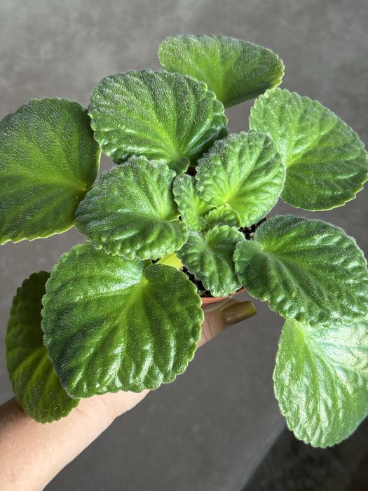 Продам фиалки Сенполии