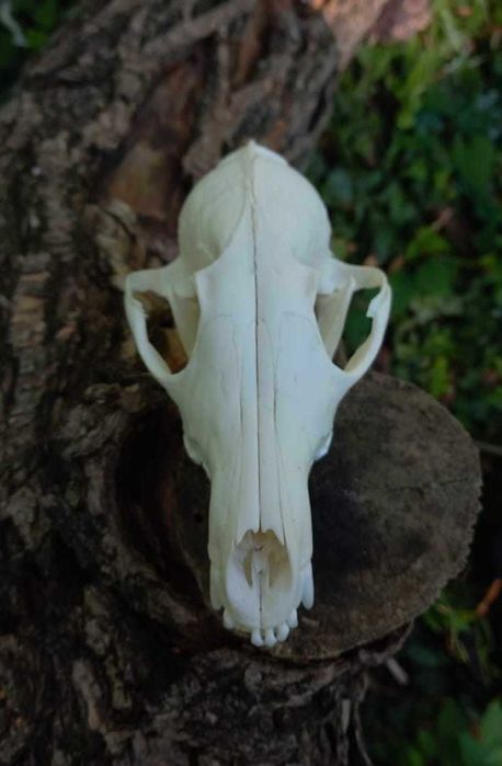 trofeu.trofee.craniu vulpe frumoasa
