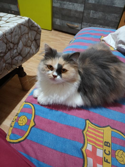 Продава се персийска котка