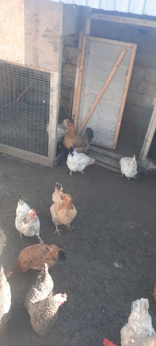 Тауықтар адлер кушин