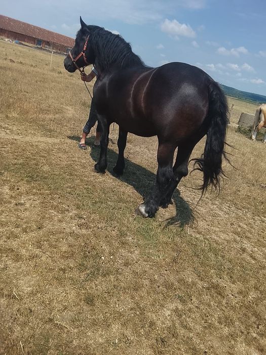 Iapa de vânzare 5 ani