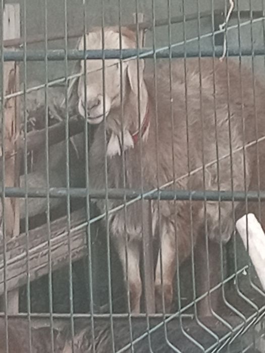 Зоти кучкор Арашан