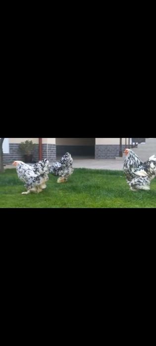 Brama tuxumlariga zakas olaman Toshkent