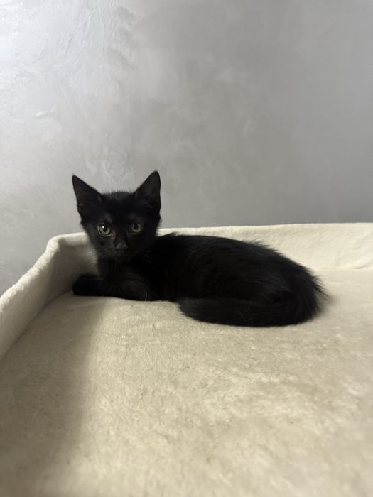 Кошечка в добрые ручки