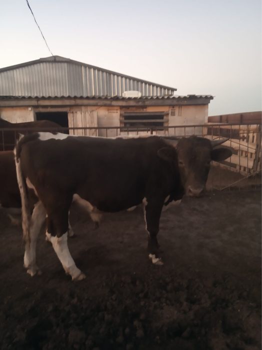 Быки на мясо собственно выращенные