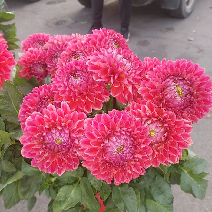 Продам  корни Георгинов