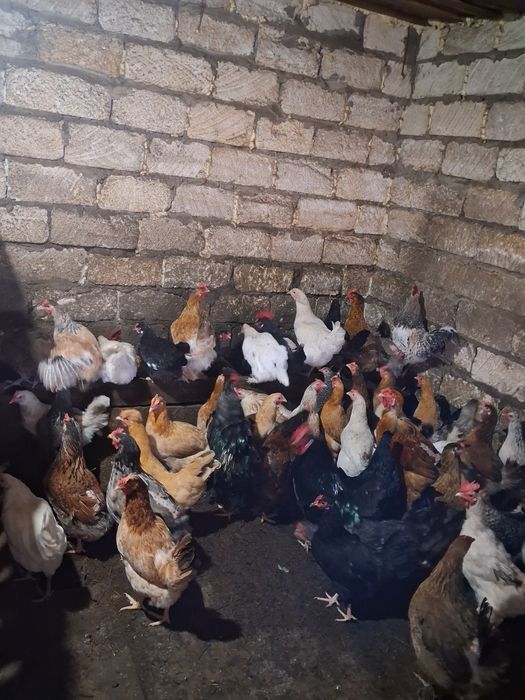 Продам молодых  кур