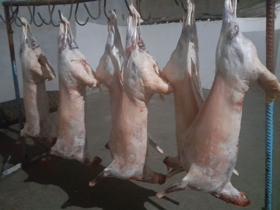 Buxoro qo'chqorlari bor Qurbonlik , Aqiqa   va boshqa marosimlar uchun