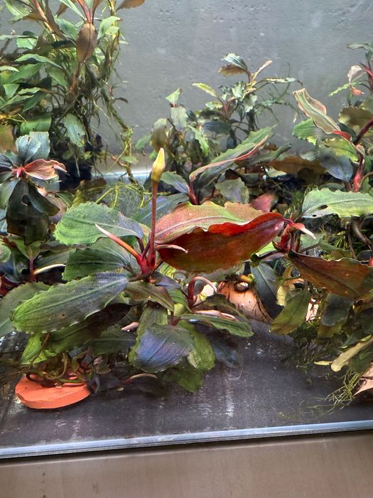 Plante acvariu bucephalandra