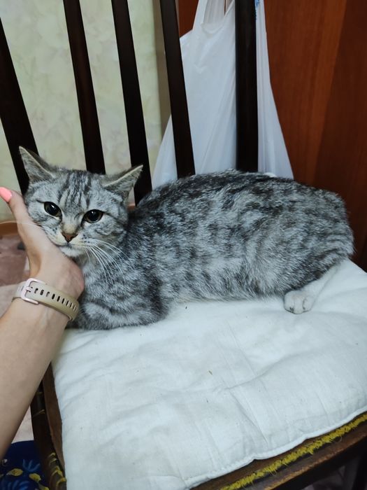 Отдам котят в хорошие руки